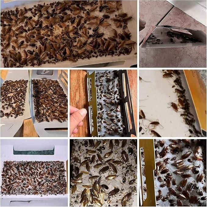 20pc Cockroach Catch Traps, Strong Adhesion Non-Toxic Odorless Pest Control